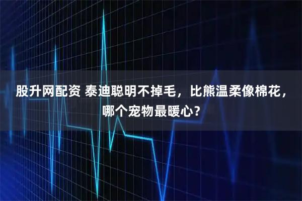 股升网配资 泰迪聪明不掉毛，比熊温柔像棉花，哪个宠物最暖心？